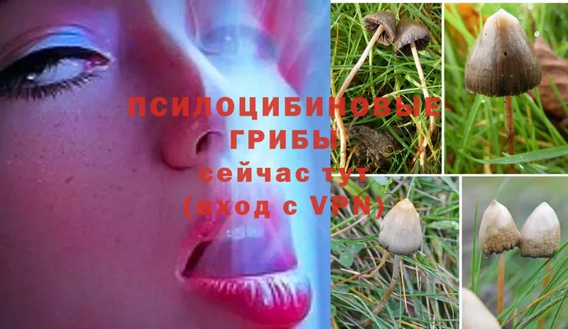 Псилоцибиновые грибы Psilocybe  блэк спрут ссылки  Туринск  маркетплейс наркотические препараты  закладки 